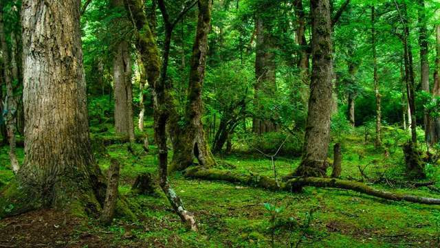 植樹節-春風十里,正“植”有你【杭州易造】 植樹節-春風十里,正“植”有你【杭州易造】