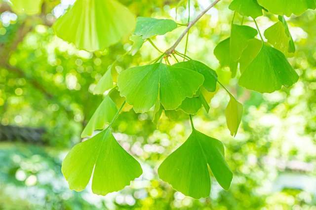 植樹節-春風十里,正“植”有你【杭州易造】 植樹節-春風十里,正“植”有你【杭州易造】