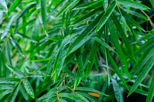 夏至 | 蟬噪林逾靜,鳥鳴山更幽【杭州易造】 夏至 | 蟬噪林逾靜,鳥鳴山更幽【杭州易造】