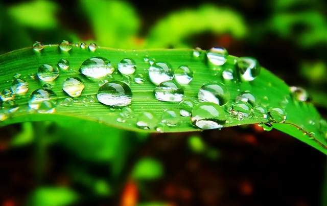 二十四節氣-白露 | 白露至,秋實美 二十四節氣-白露 | 白露至,秋實美