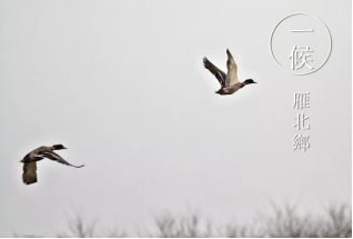 小寒-雁北鄉(xiāng) 小寒-雁北鄉(xiāng)